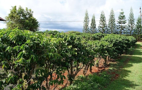 Lease Time Bomb Puts Kauai Coffee’s Fields And Jobs At Risk
