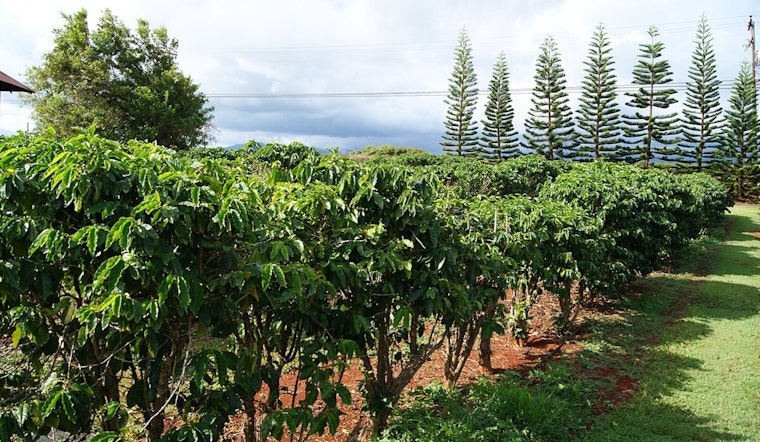 Lease Time Bomb Puts Kauai Coffee’s Fields And Jobs At Risk
