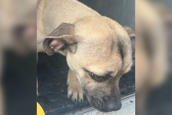 Lost Male Pug Found in Socorro, Texas: City Seeks Owner for Safe Reunion