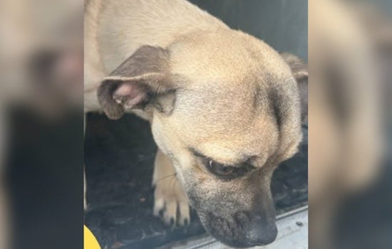 Lost Male Pug Found in Socorro, Texas: City Seeks Owner for Safe Reunion