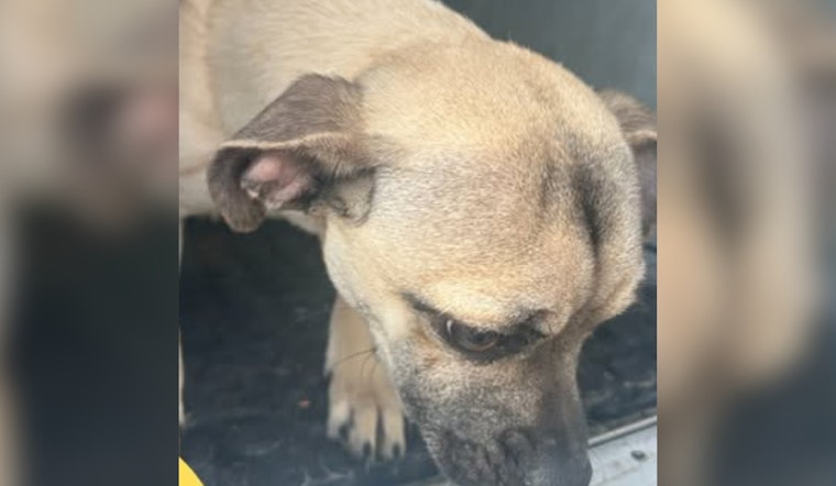 Lost Male Pug Found in Socorro, Texas: City Seeks Owner for Safe Reunion