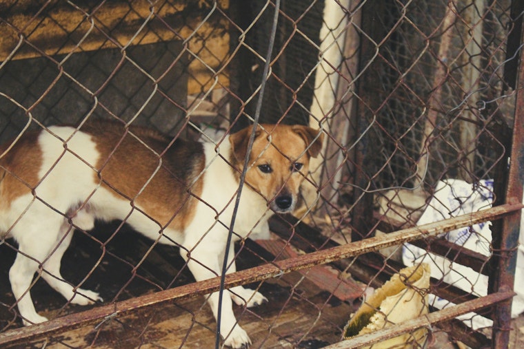 La Mesa Apartment Stuffed With 50 Dogs Stuns San Diego Rescuers