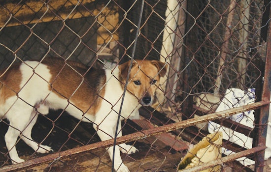 La Mesa Apartment Stuffed With 50 Dogs Stuns San Diego Rescuers