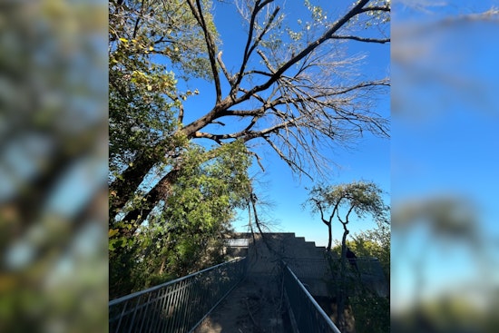 Main Street in Fort Worth to Close for Urgent Removal of Hazardous Tree
