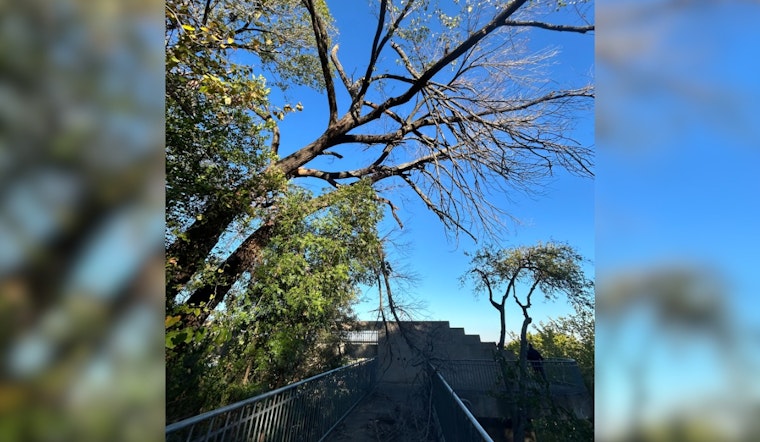 Main Street in Fort Worth to Close for Urgent Removal of Hazardous Tree