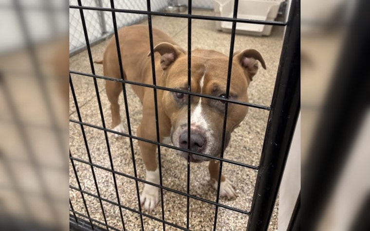 Mankato Officials Seek Owner of Lost Pitbull Mix Found at City Intersection