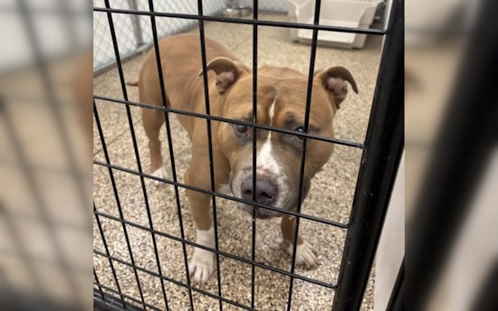 Mankato Officials Seek Owner of Lost Pitbull Mix Found at City Intersection