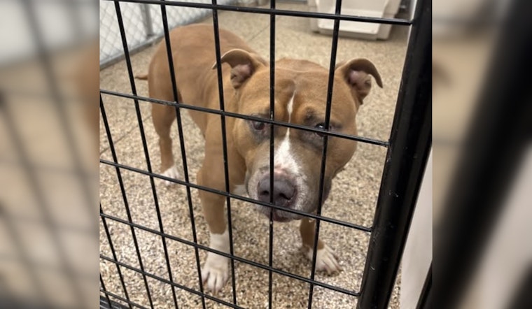Mankato Officials Seek Owner of Lost Pitbull Mix Found at City Intersection
