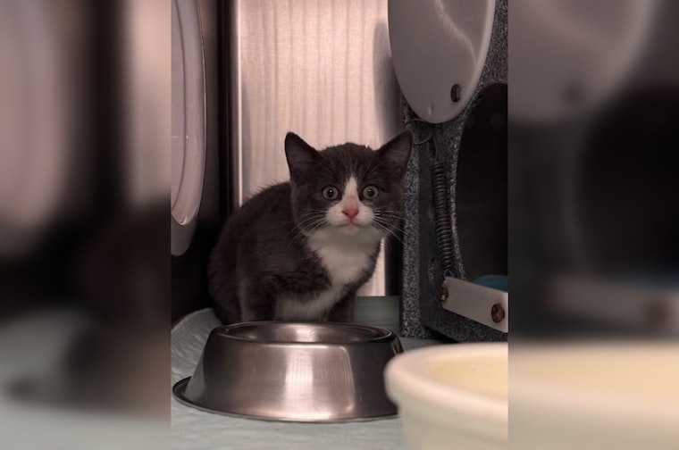 Maple Grove Police Seek Owner of Lost Cat Found at 91st Pl N and 91st Ave N Intersection