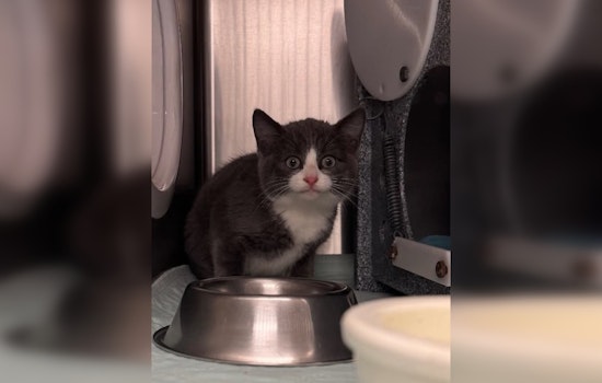 Maple Grove Police Seek Owner of Lost Cat Found at 91st Pl N and 91st Ave N Intersection