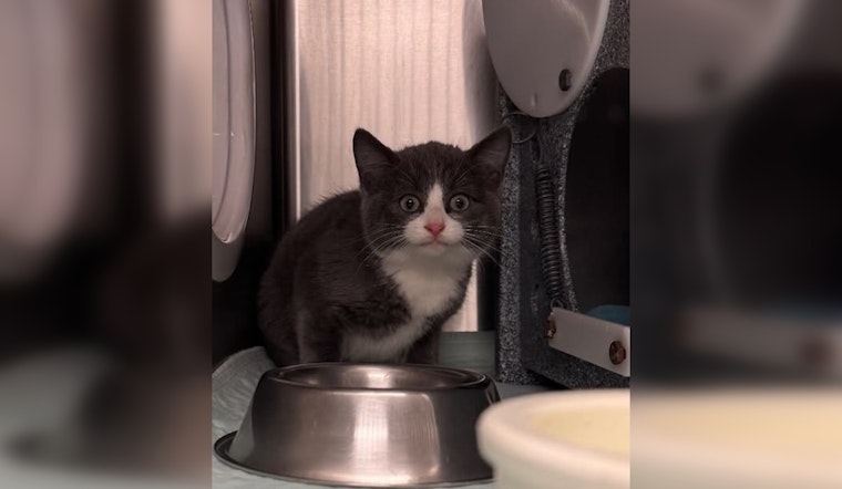 Maple Grove Police Seek Owner of Lost Cat Found at 91st Pl N and 91st Ave N Intersection