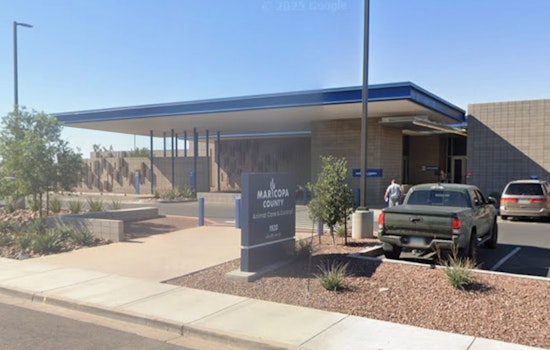 Maricopa County Animal Shelter Seeks Christmas Homes for 600 Dogs and Encourages Responsible Adoption