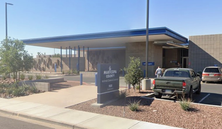 Maricopa County Animal Shelter Seeks Christmas Homes for 600 Dogs and Encourages Responsible Adoption