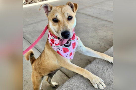 Maricopa County Launches Nonprofit to Support Shelter Pets and Raise Funds for Animal Welfare