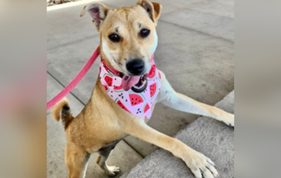 Maricopa County Launches Nonprofit to Support Shelter Pets and Raise Funds for Animal Welfare