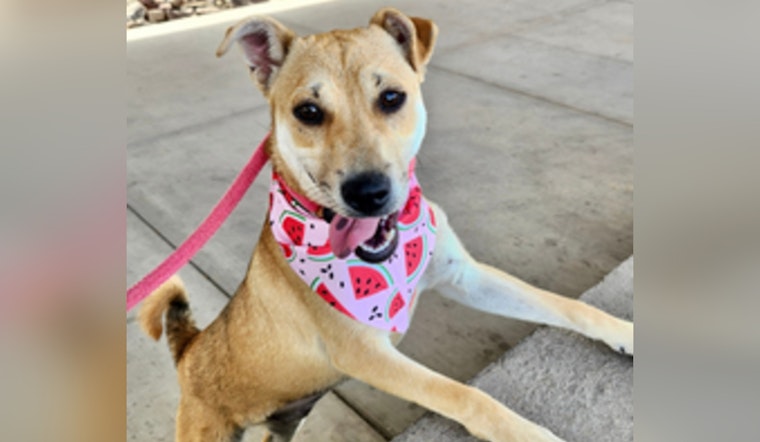 Maricopa County Launches Nonprofit to Support Shelter Pets and Raise Funds for Animal Welfare