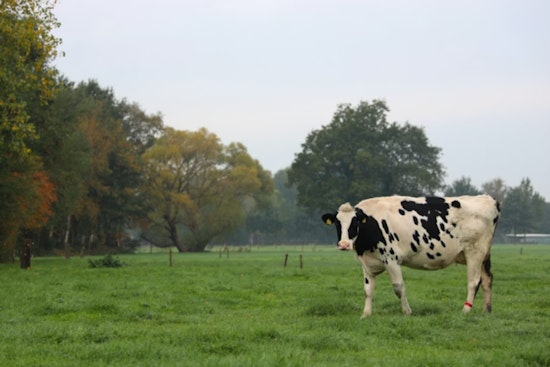 Maui Rancher Reeling After Brazen Killing Of $50K Wagyu Cow
