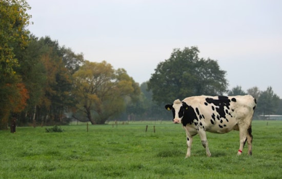 Maui Rancher Reeling After Brazen Killing Of $50K Wagyu Cow