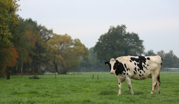 Maui Rancher Reeling After Brazen Killing Of $50K Wagyu Cow