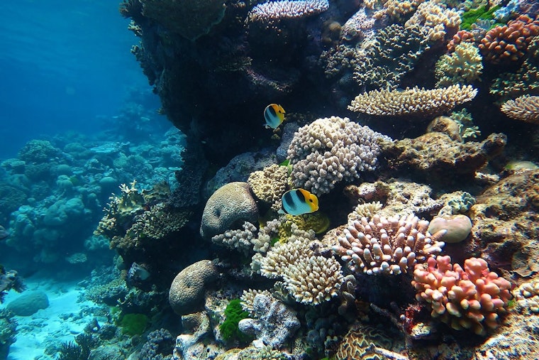 Maui Scientists Crank Up 'Reef Music' To Lure Baby Coral Home