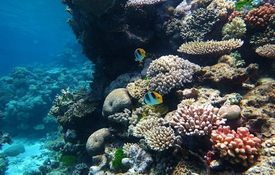 Maui Scientists Crank Up 'Reef Music' To Lure Baby Coral Home