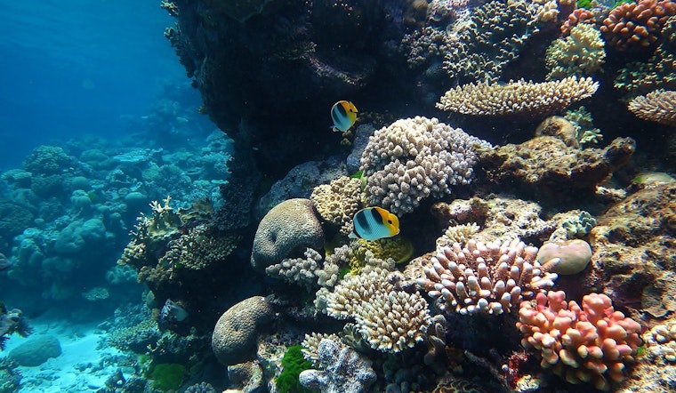Maui Scientists Crank Up 'Reef Music' To Lure Baby Coral Home