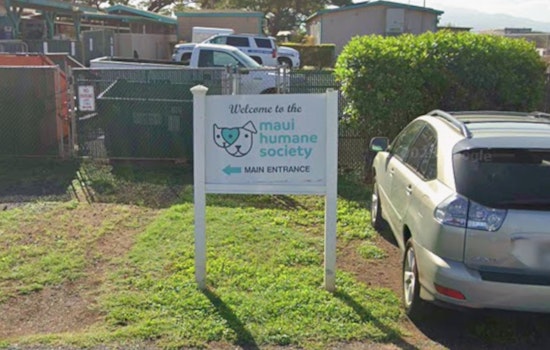 Maui Shelter Heartbreaker, Dog Trails Last Volunteer, Viral Video Saves Him
