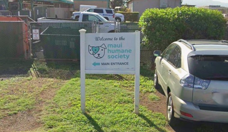 Maui Shelter Heartbreaker, Dog Trails Last Volunteer, Viral Video Saves Him