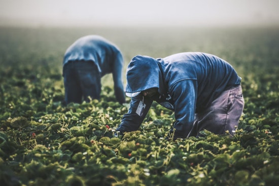 Memphis-Based Black Farmers Association Rejects Trump's $12 Billion Aid Package, Citing Discrimination and Prepares for Legal Battle