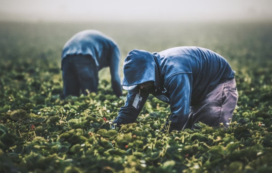 Memphis-Based Black Farmers Association Rejects Trump's $12 Billion Aid Package, Citing Discrimination and Prepares for Legal Battle