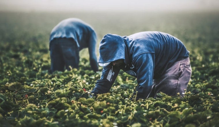 Memphis-Based Black Farmers Association Rejects Trump's $12 Billion Aid Package, Citing Discrimination and Prepares for Legal Battle