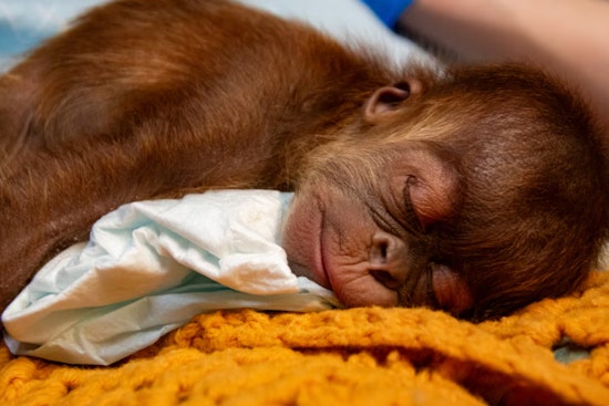 Memphis Zoo Celebrates Birth of Critically Endangered Baby Orangutan Amid Conservation Hopes