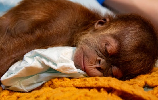 Memphis Zoo Celebrates Birth of Critically Endangered Baby Orangutan Amid Conservation Hopes