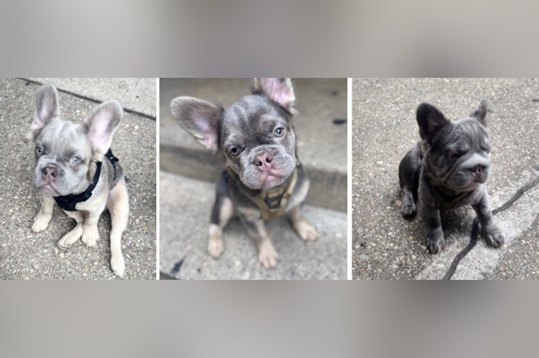 Metropolitan Police Search for Puppies Taken in Armed Burglary in Northeast Washington, D.C., $10,000 Reward Offered