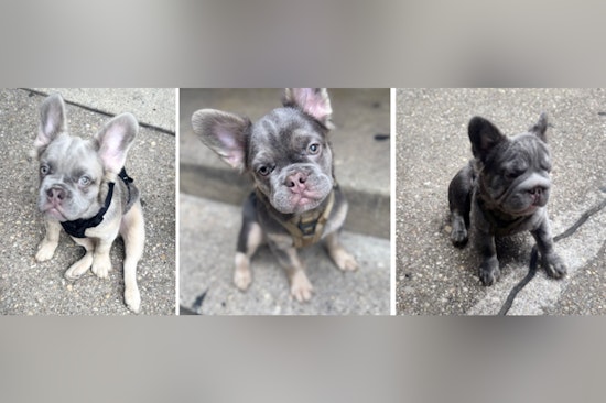 Metropolitan Police Search for Puppies Taken in Armed Burglary in Northeast Washington, D.C., $10,000 Reward Offered