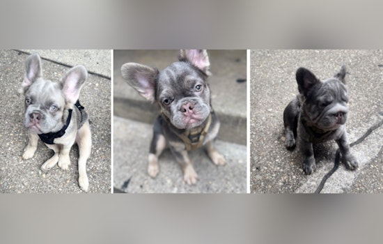 Metropolitan Police Search for Puppies Taken in Armed Burglary in Northeast Washington, D.C., $10,000 Reward Offered