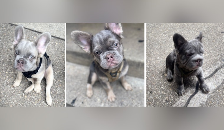 Metropolitan Police Search for Puppies Taken in Armed Burglary in Northeast Washington, D.C., $10,000 Reward Offered