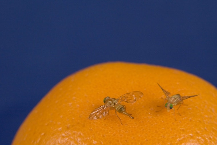 Mexican Fruit Fly Invasion Puts Rio Grande Valley Citrus on Lockdown