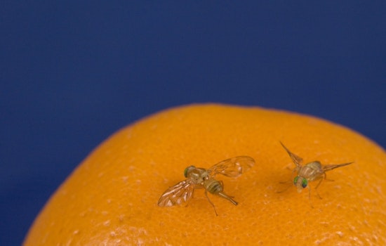 Mexican Fruit Fly Invasion Puts Rio Grande Valley Citrus on Lockdown
