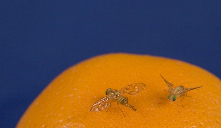 Mexican Fruit Fly Invasion Puts Rio Grande Valley Citrus on Lockdown