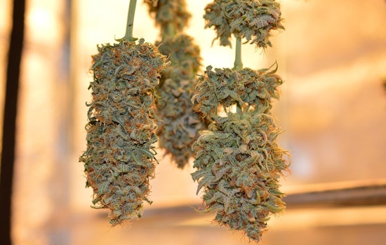 Michigan's Cannabis Industry Faces Turbulence as New 24% Wholesale Tax Prompts C3 Industries to Close Webberville Facility