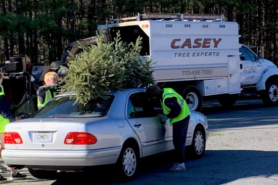 Milton Kicks Off Annual Christmas Tree Recycling Event at High School, Offers Free Seedling in Eco Initiative