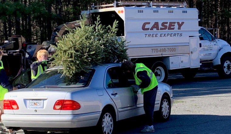 Milton Kicks Off Annual Christmas Tree Recycling Event at High School, Offers Free Seedling in Eco Initiative