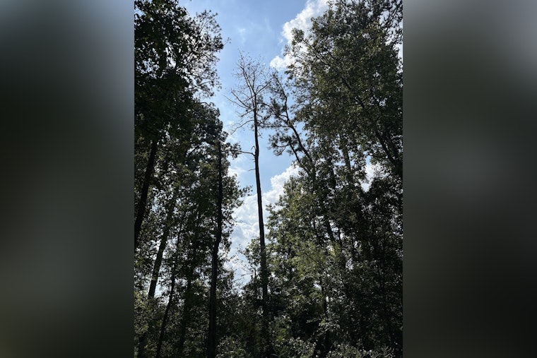 Milton's Bell Memorial Park to Undergo Tree Removal Due to Pine Beetle Infestation Starting December 8