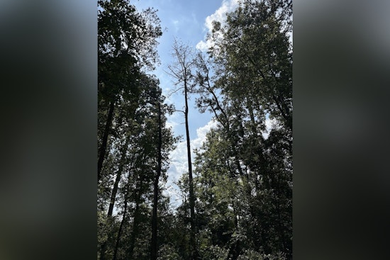 Milton's Bell Memorial Park to Undergo Tree Removal Due to Pine Beetle Infestation Starting December 8