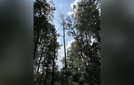 Milton's Bell Memorial Park to Undergo Tree Removal Due to Pine Beetle Infestation Starting December 8