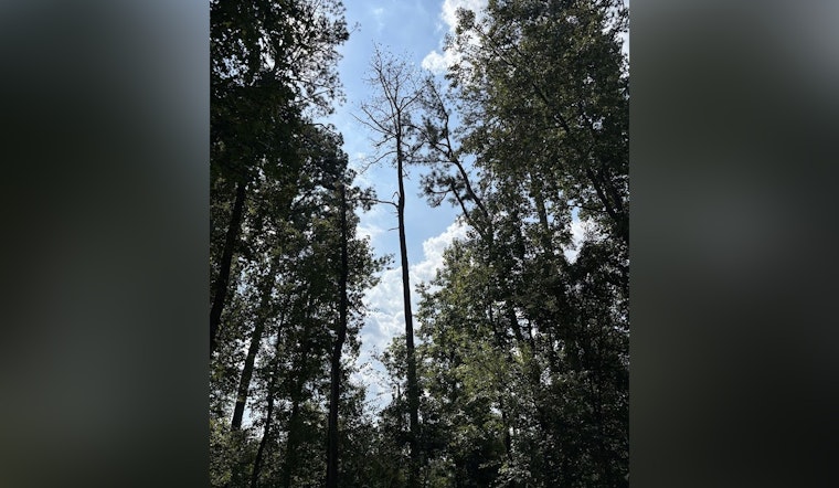Milton's Bell Memorial Park to Undergo Tree Removal Due to Pine Beetle Infestation Starting December 8