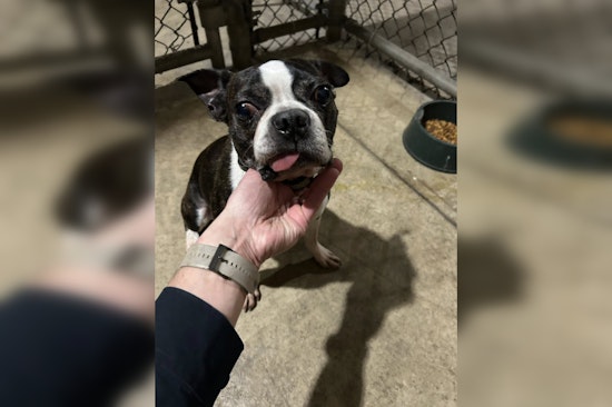 Milwaukee Police Department Seeks Owner of Friendly Stray Dog Found on 27th St and Oklahoma Ave
