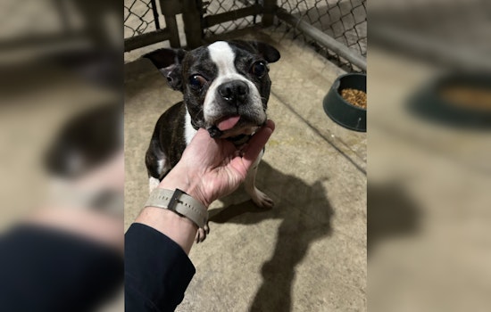Milwaukee Police Department Seeks Owner of Friendly Stray Dog Found on 27th St and Oklahoma Ave