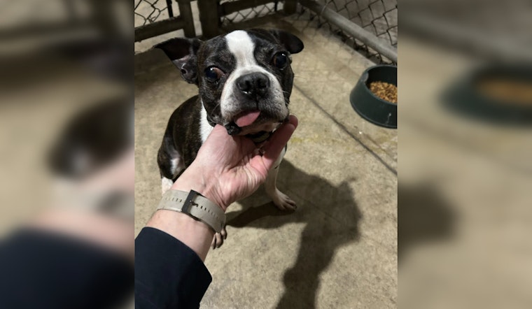 Milwaukee Police Department Seeks Owner of Friendly Stray Dog Found on 27th St and Oklahoma Ave